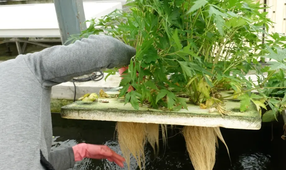 竹柏水培方法