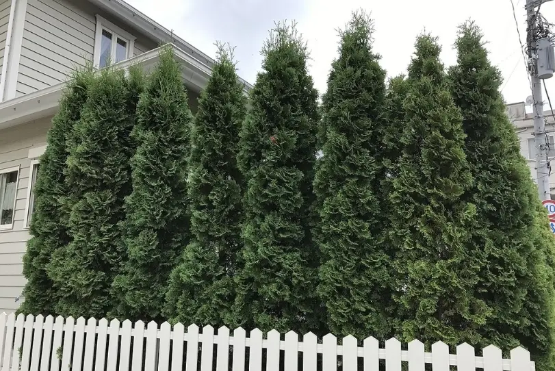 矮籬植物推薦 矮籬植物推薦