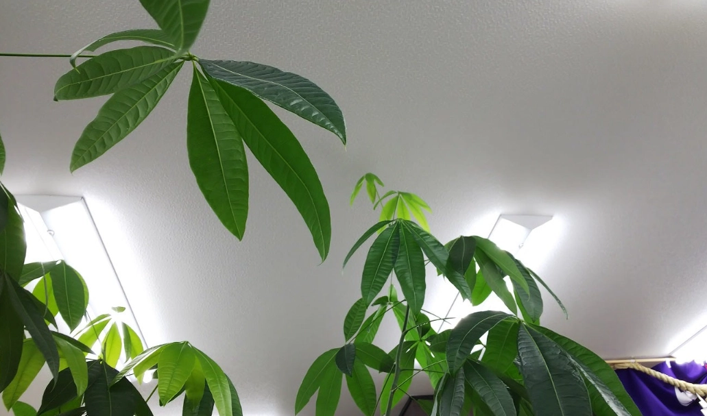 發財樹照顧