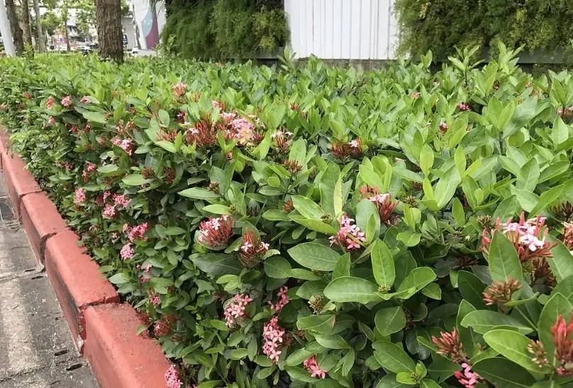 矮籬植物推薦 矮籬植物推薦