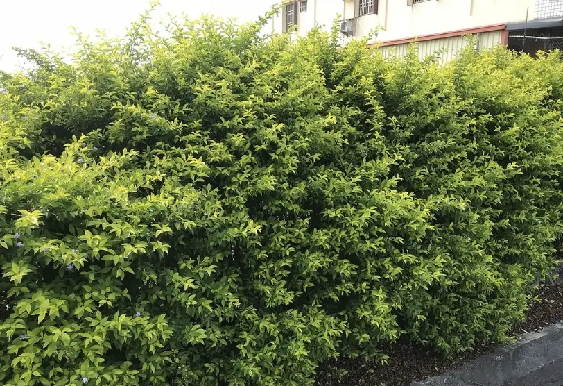 矮籬修剪 矮籬修剪