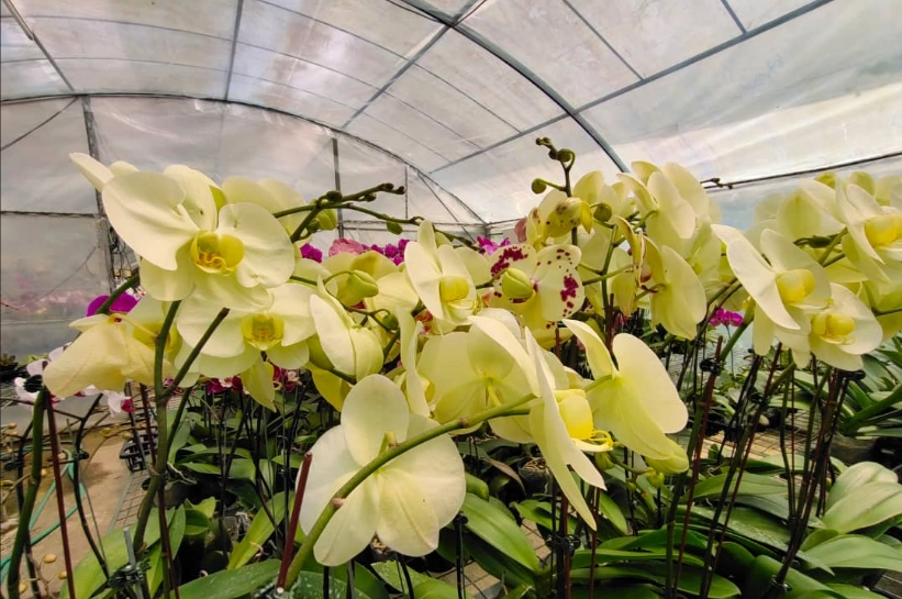 蘭花高芽繁殖 蘭花高芽繁殖