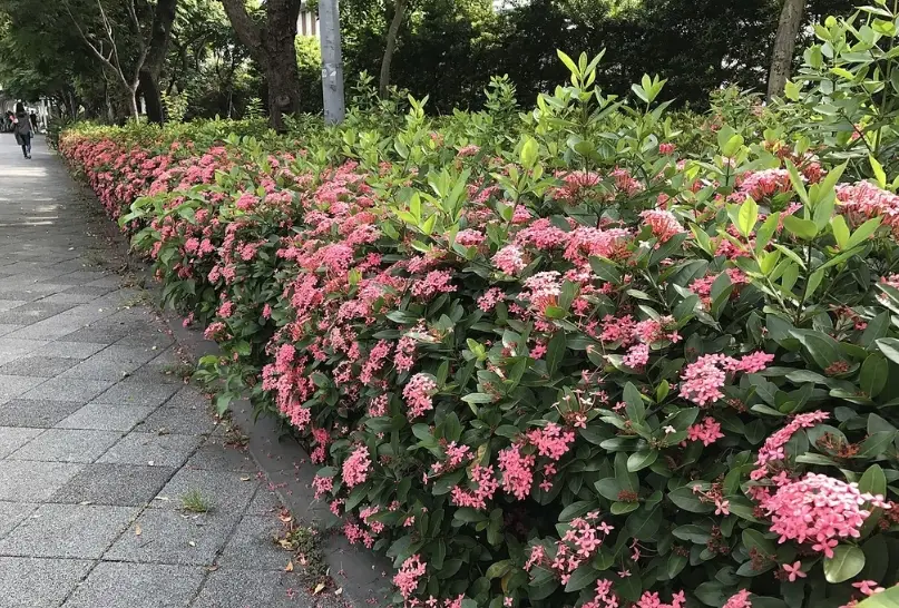 矮籬修剪 矮籬修剪