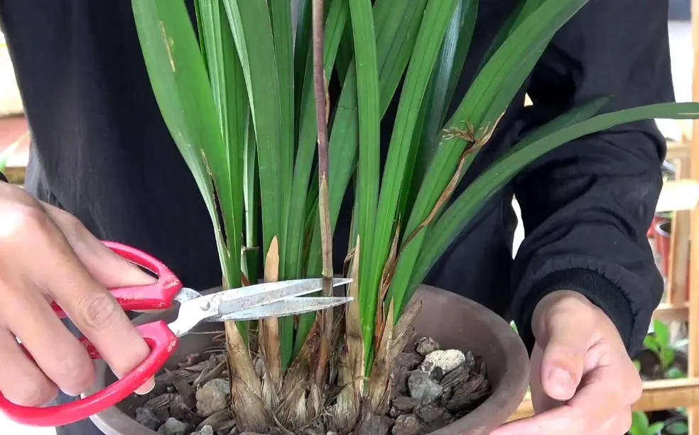 蝴蝶蘭分株 蝴蝶蘭分株