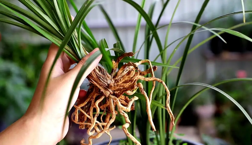 蘭花高芽繁殖 蘭花高芽繁殖