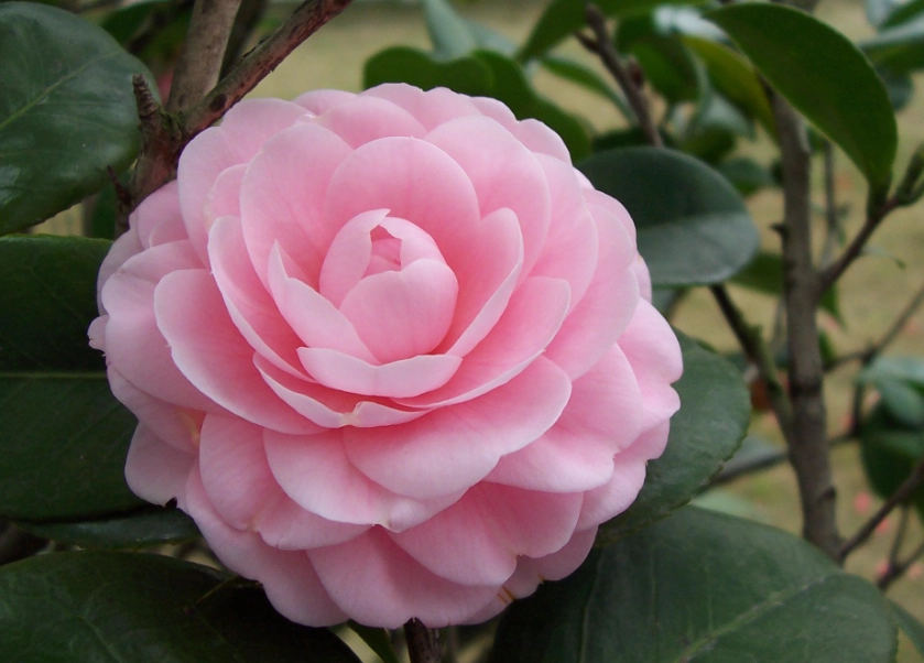 重瓣花怎麼養？花市挑苗、施肥到消苞處理的實戰筆記