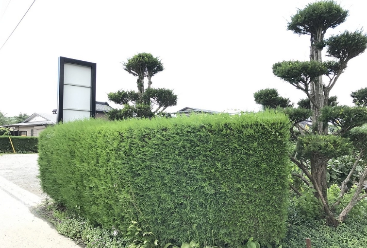 綠籬植物推薦 綠籬植物推薦