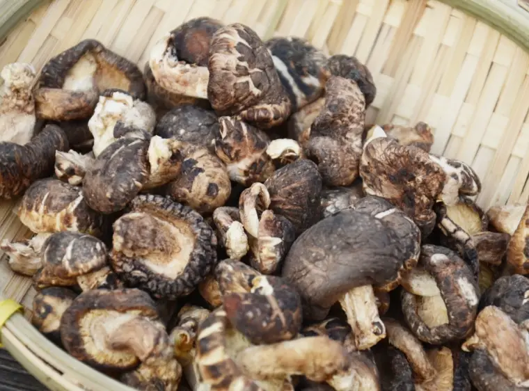 大陸香菇分辨方法 大陸香菇分辨方法