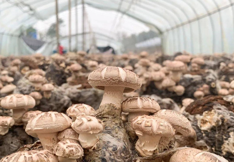 大陸香菇分辨方法 大陸香菇分辨方法