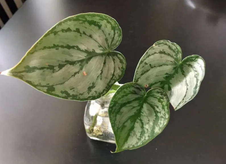 黑金蔓綠絨