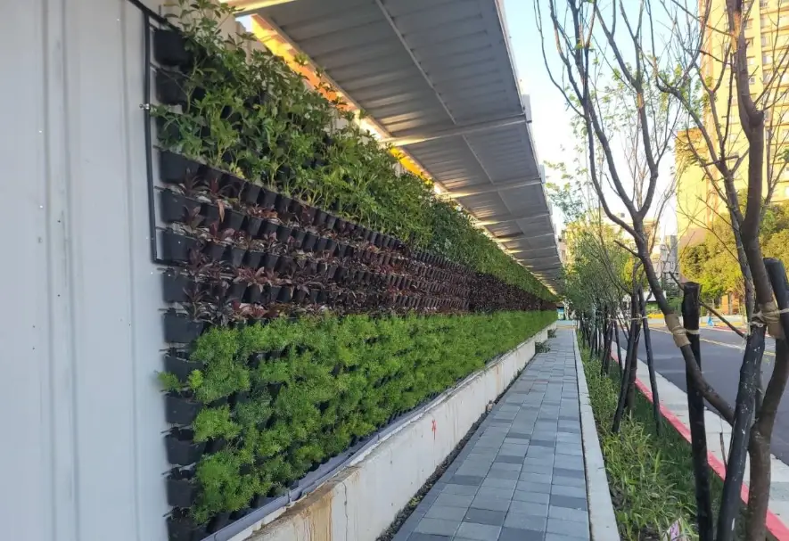 矮籬樹種 矮籬樹種