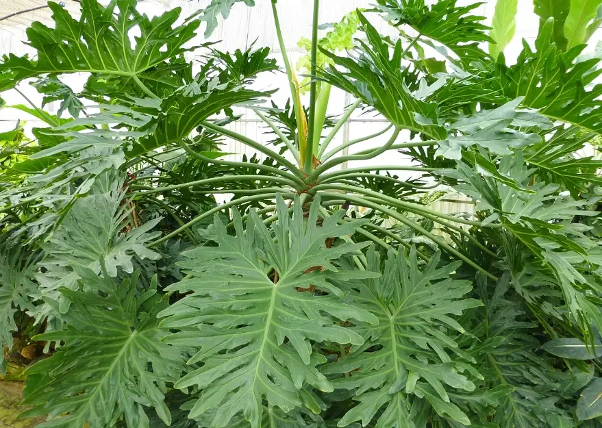 黑金蔓綠絨 照顧 黑金蔓綠絨 照顧