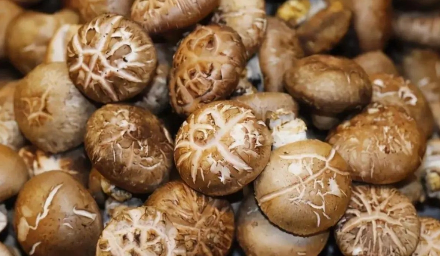 大陸香菇分辨方法 大陸香菇分辨方法