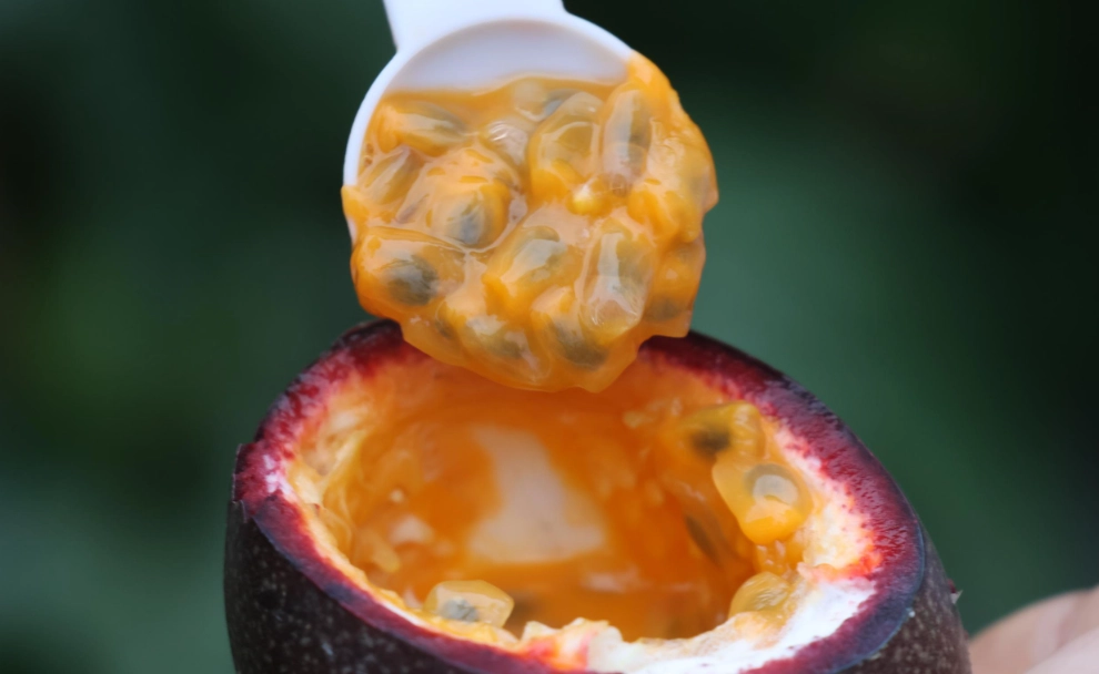百香果副作用