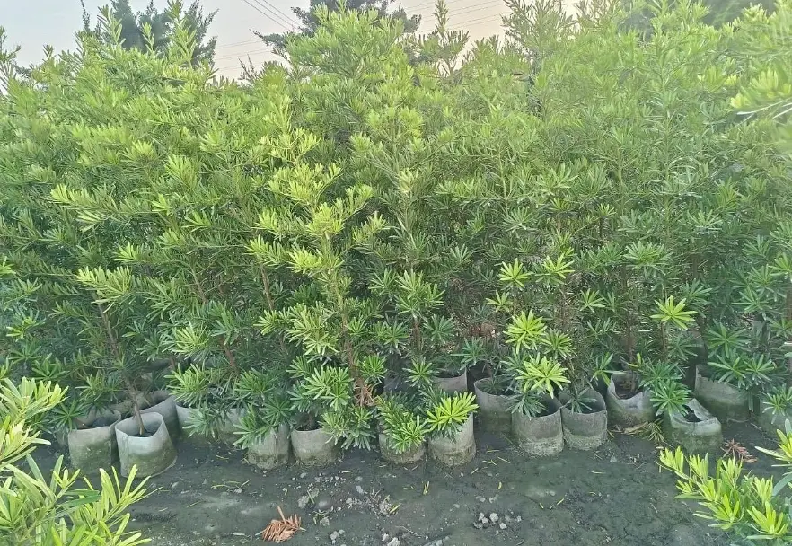 矮籬樹種 矮籬樹種