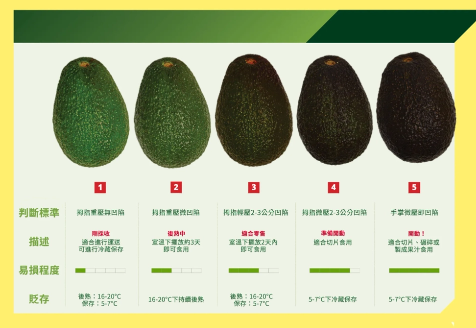 酪梨怎麼挑 酪梨怎麼挑