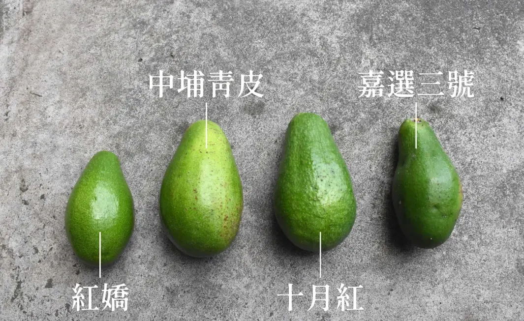 酪梨怎麼挑 酪梨怎麼挑