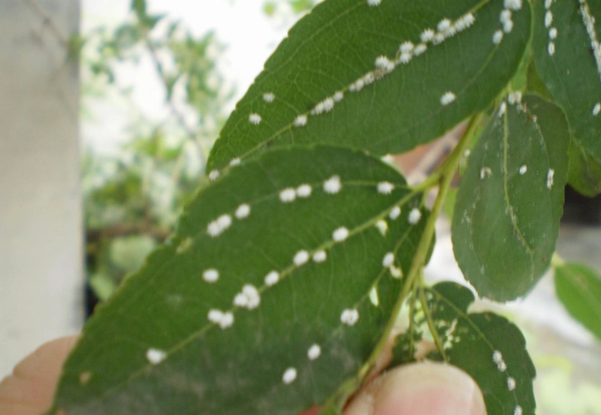 介殼蟲生物防治