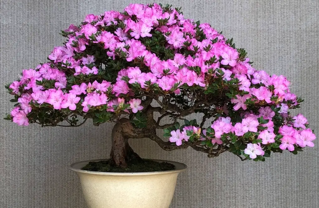 盆栽樹
