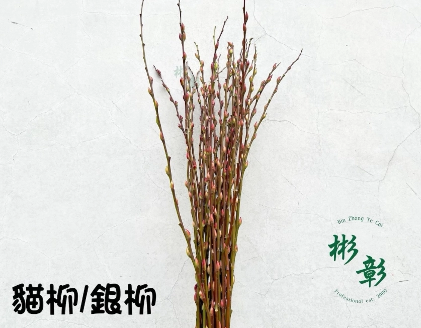 銀柳照顧 銀柳照顧