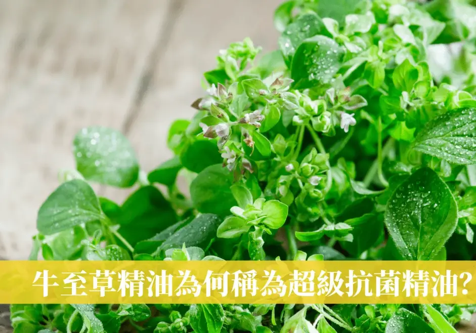 牛至精油香港腳
