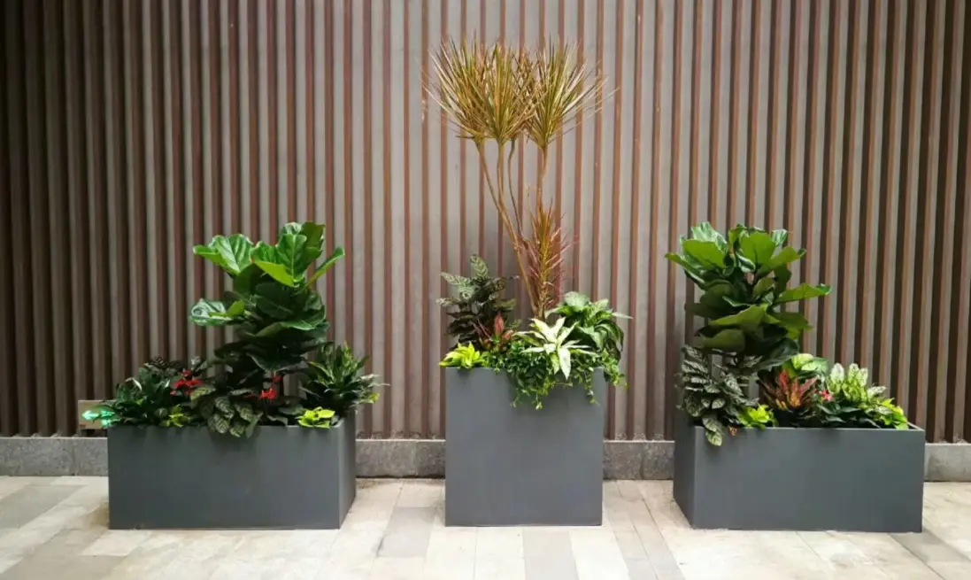 好養室內植物