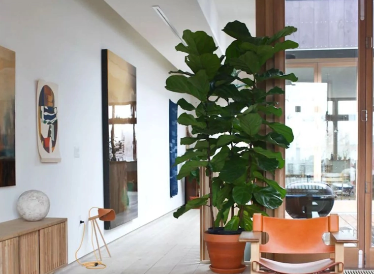 室內植物盆栽