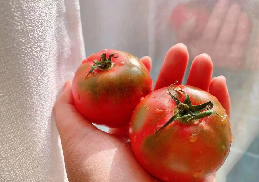 草莓番茄