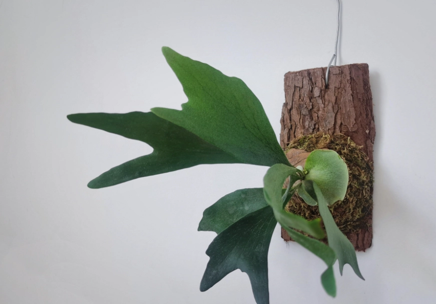 鹿角蕨芽點 鹿角蕨芽點