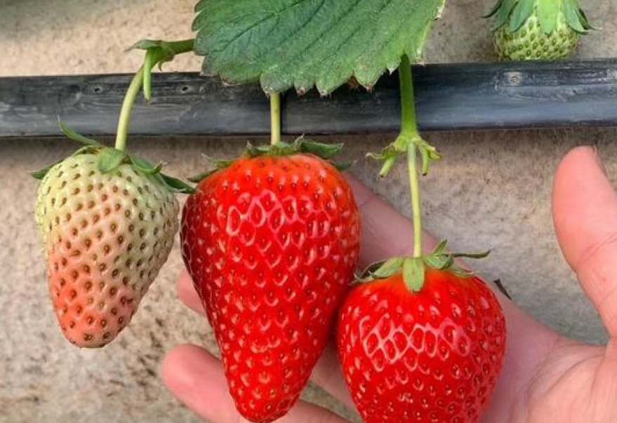 草莓品種分辨