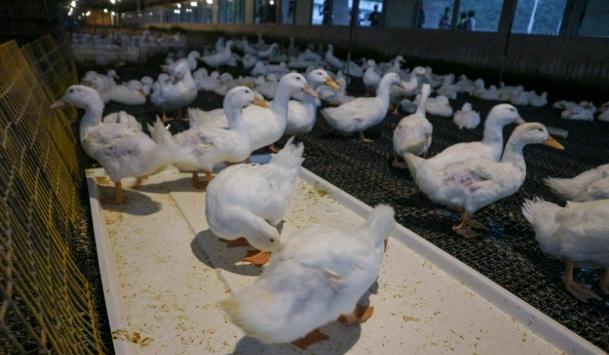 台南鴨莊休閒農場