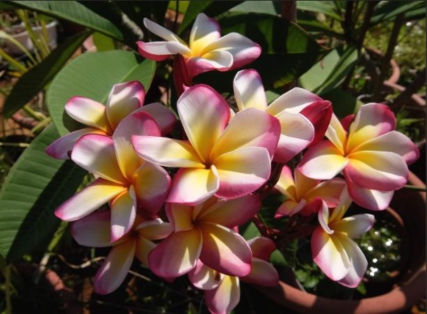 雞蛋花花語 雞蛋花花語