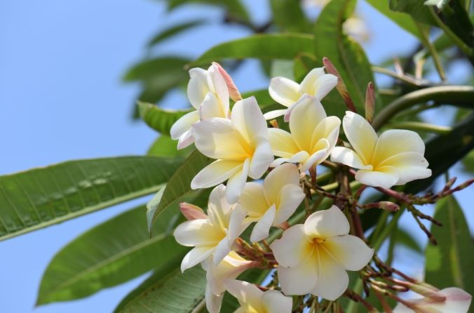 雞蛋花花語 雞蛋花花語