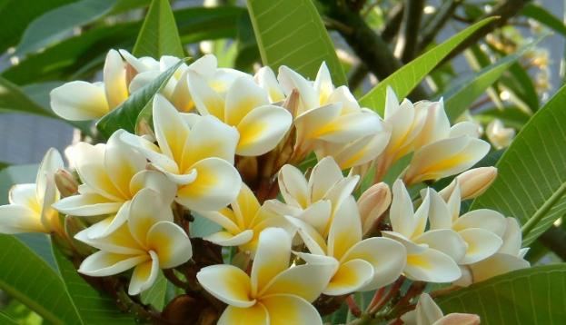 雞蛋花花語 雞蛋花花語