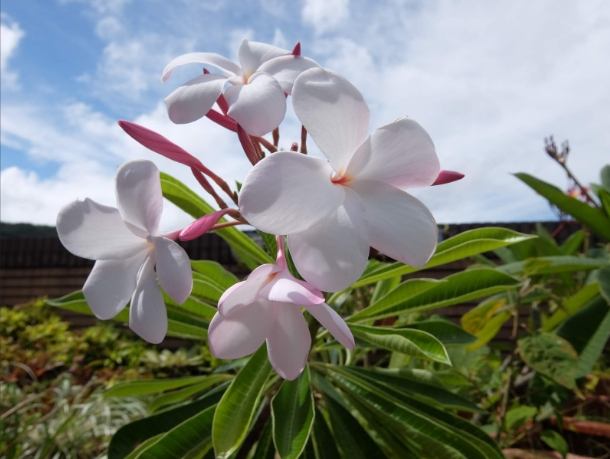 雞蛋花花語 雞蛋花花語