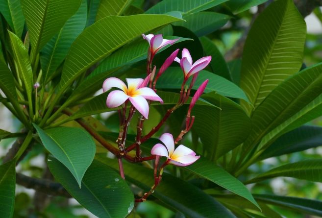 雞蛋花花語 雞蛋花花語