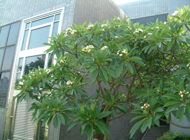 雞蛋花花語 雞蛋花花語