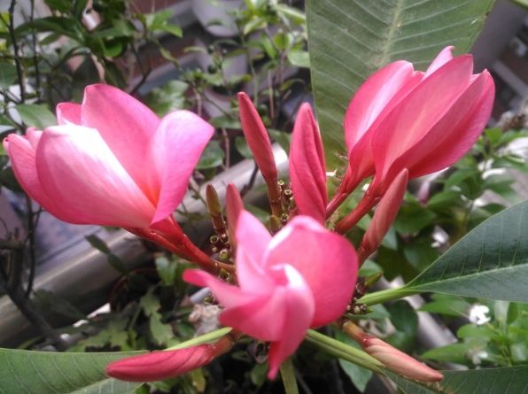 雞蛋花花語 雞蛋花花語