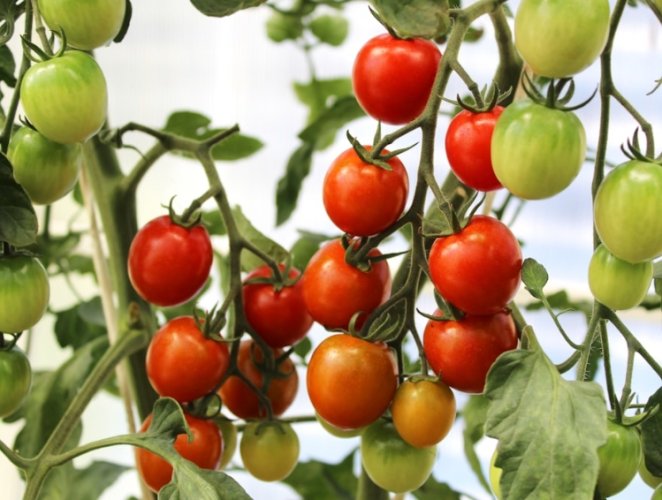 番茄籽營養 番茄籽營養