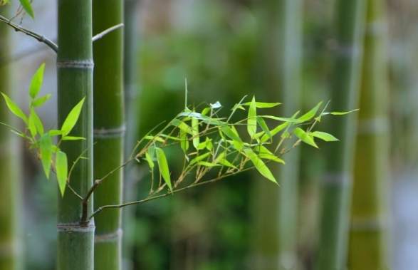 種竹子時間 種竹子時間