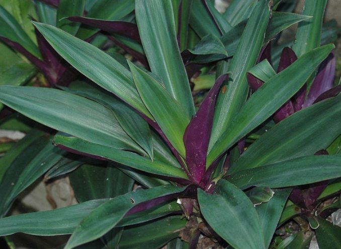 蚌蘭料理 蚌蘭料理