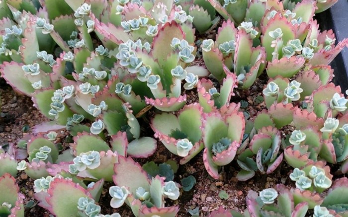 葉插繁殖 葉插繁殖