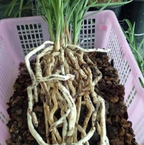 蘭花介質 蘭花介質