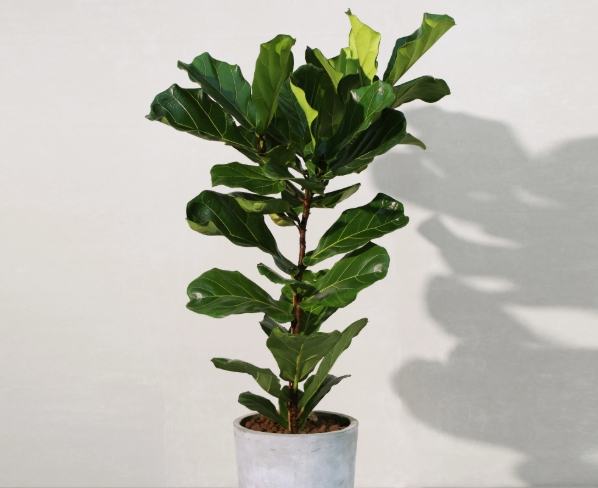 琴叶榕 冬天照顾 琴叶榕 冬天照顾