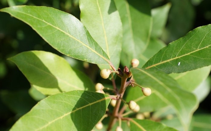 白玉蘭葉精油調配比例