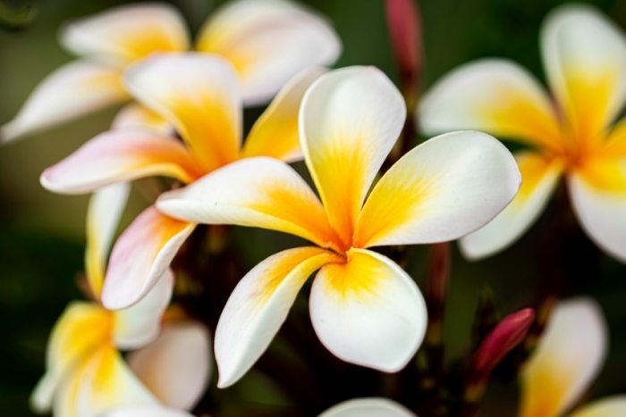 植物銹病治療 植物銹病治療