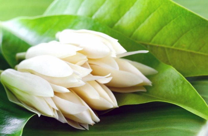 玉蘭花色彩變化 玉蘭花色彩變化