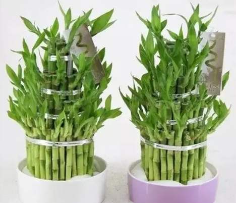 觀賞竹品種 觀賞竹品種