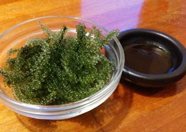 海葡萄光照需求