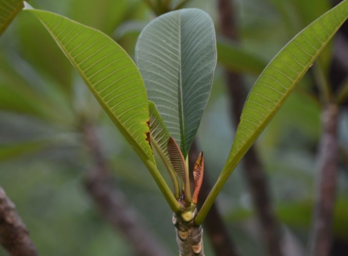 雞蛋花枝條繁殖